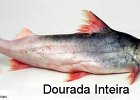 Dourada inteira fresca
